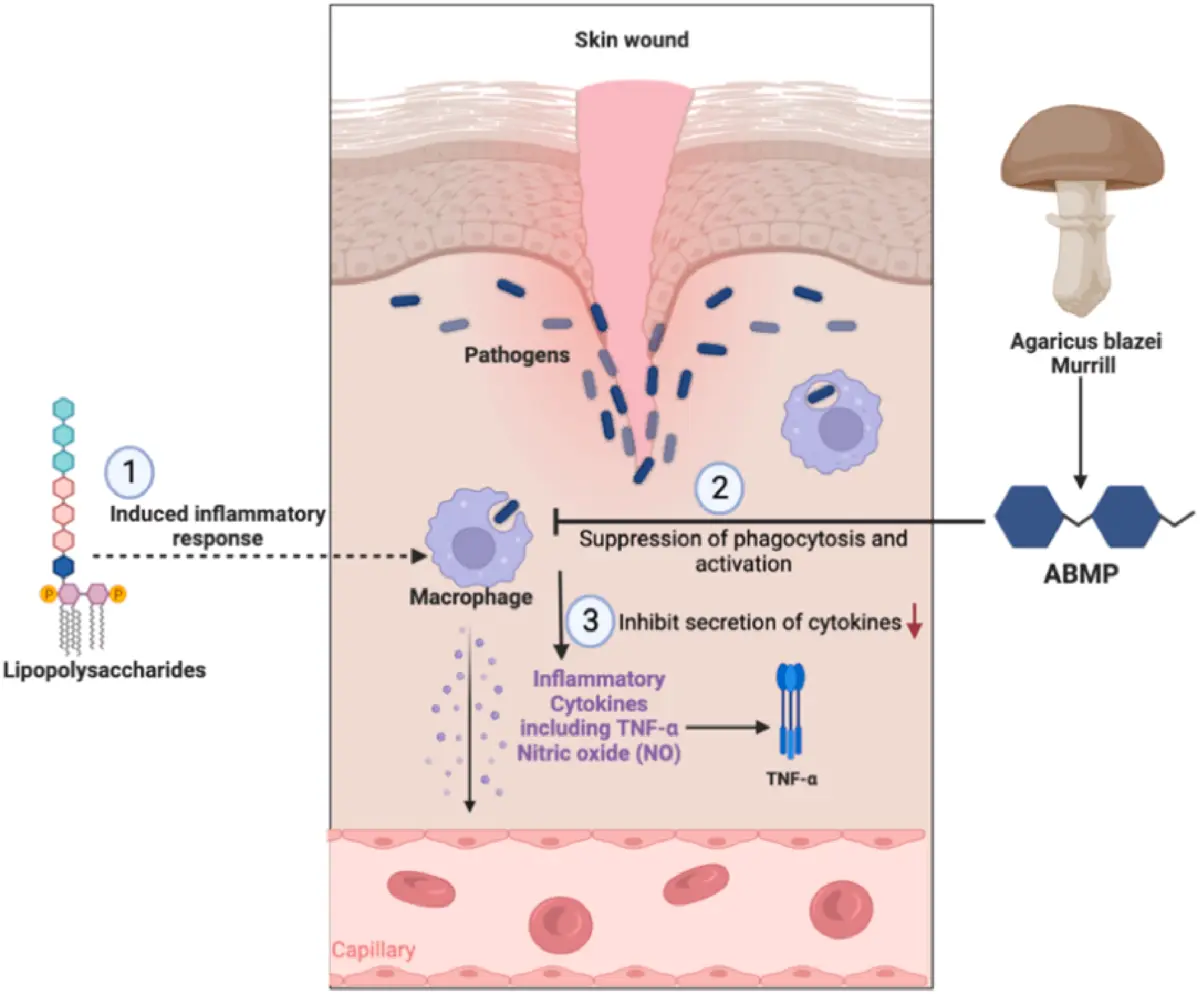 Agaricus Blazei Mushroom Extract Reduces Inflammation Symptoms in Dogs.