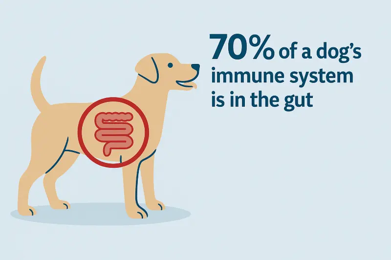 Agaricus Blazei Mushroom Extract Supports Intestinal Health and Promotes Nutrient Absorption