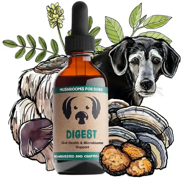 The Applications of Agaricus Blazei Mushroom Extract for Dogs