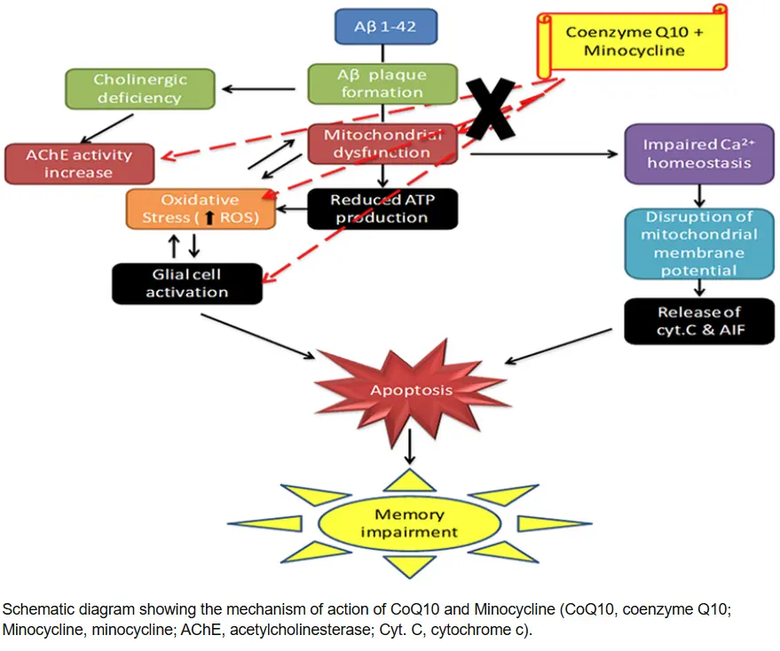 mechanism of action of CoQ10
