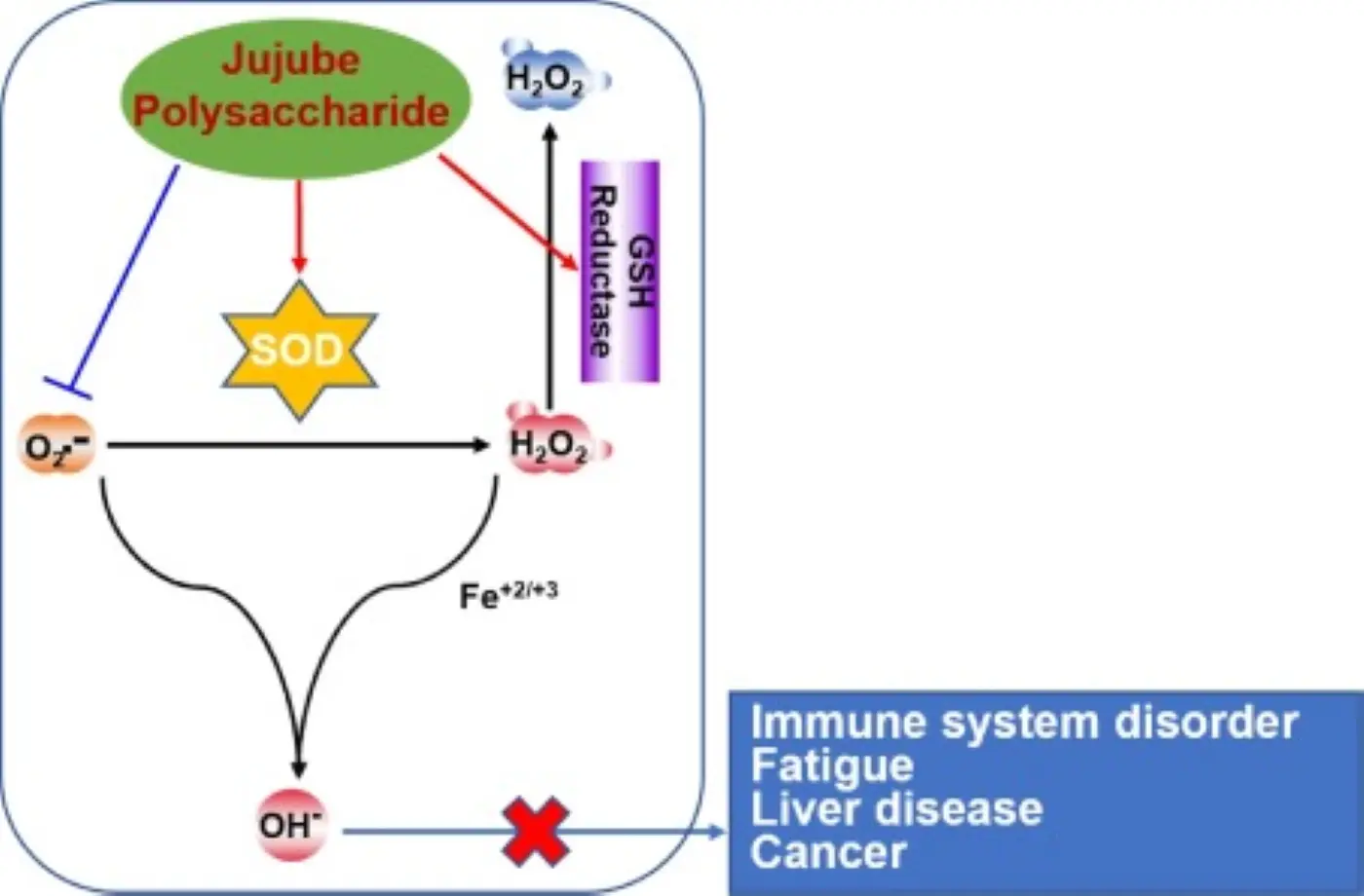 Benefits of Jujube Extract