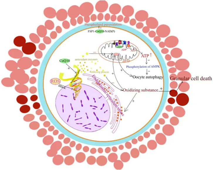 Coenzyme Q10 and Female Fertility