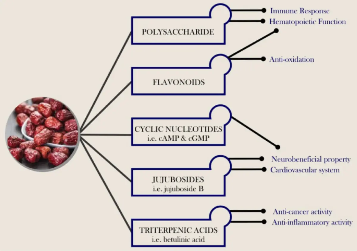 What Is Jujube Extract? What Is Jujube Extract?