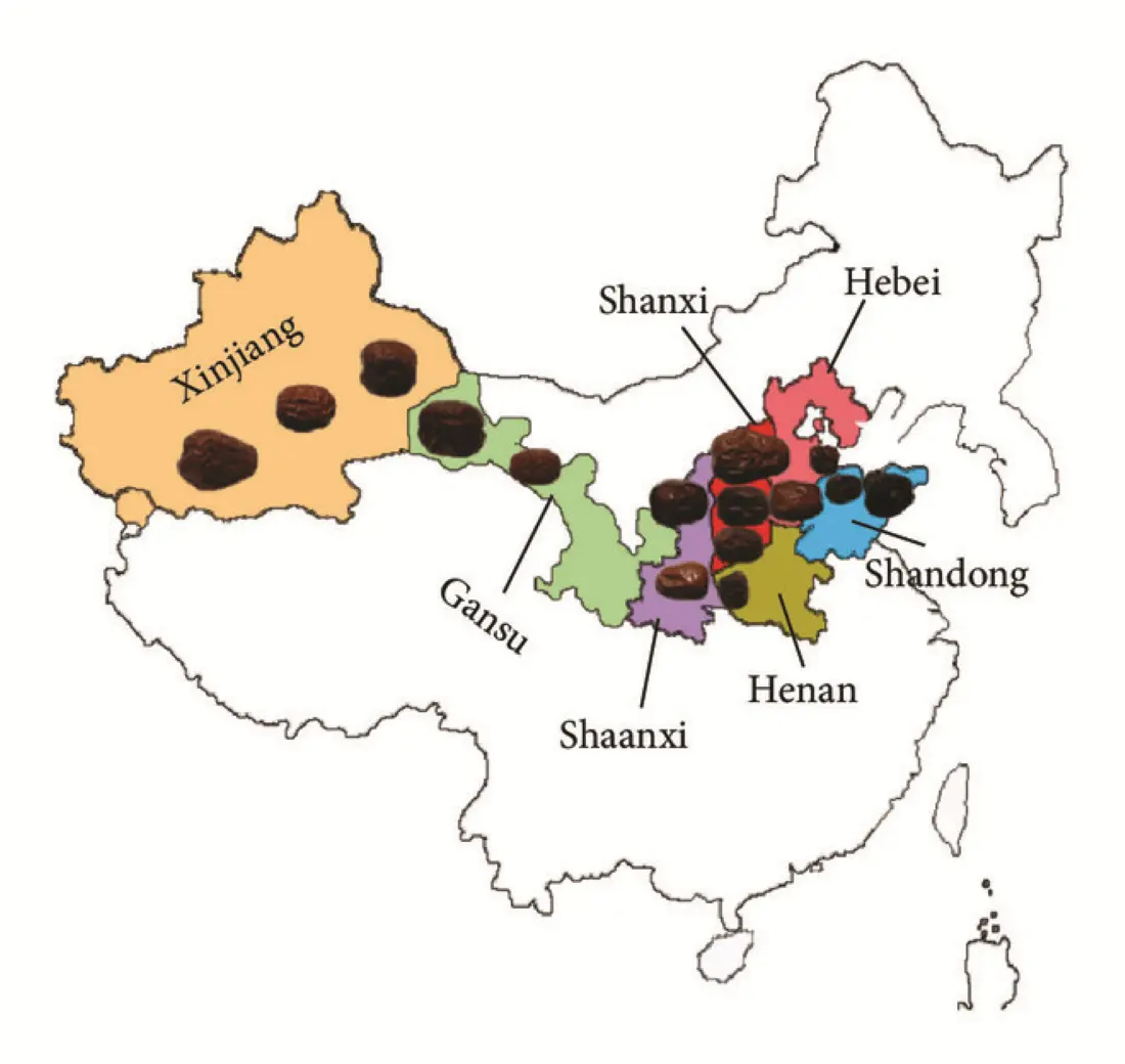 Where Can You Buy High-quality Jujube Extract?