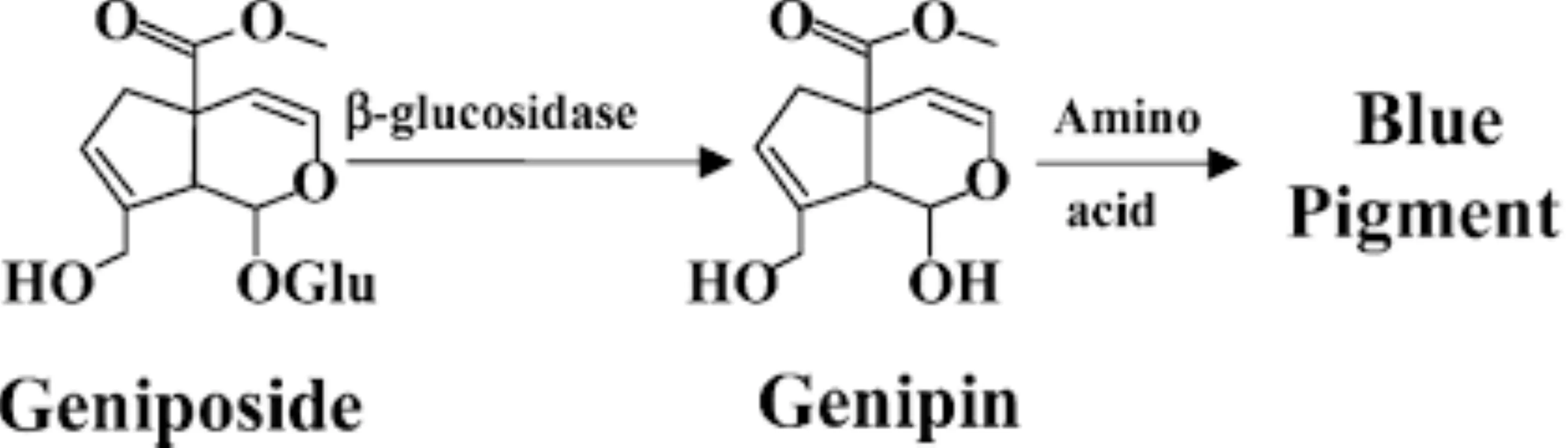 How to Make Gardenia Genipin Blue from Genipin Powder? How to Make Gardenia Genipin Blue from Genipin Powder?