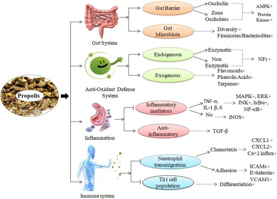 Propolis Extract Benefits Propolis Extract Benefits