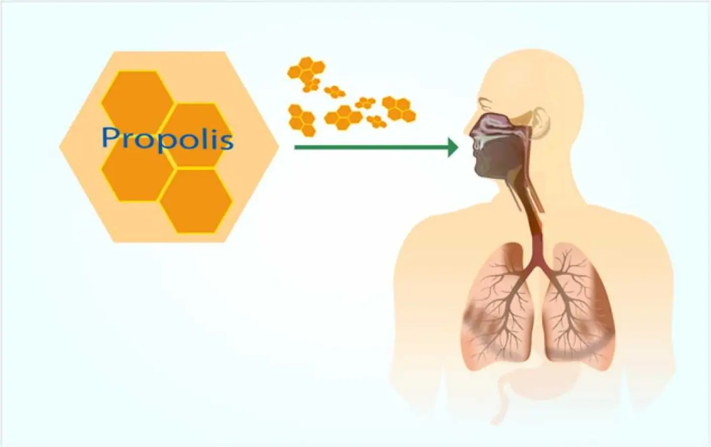 Propolis Extract Benefits