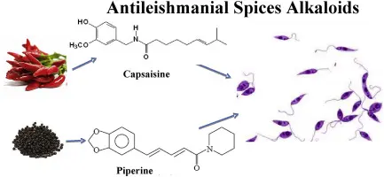  Piperine and Capsaicin