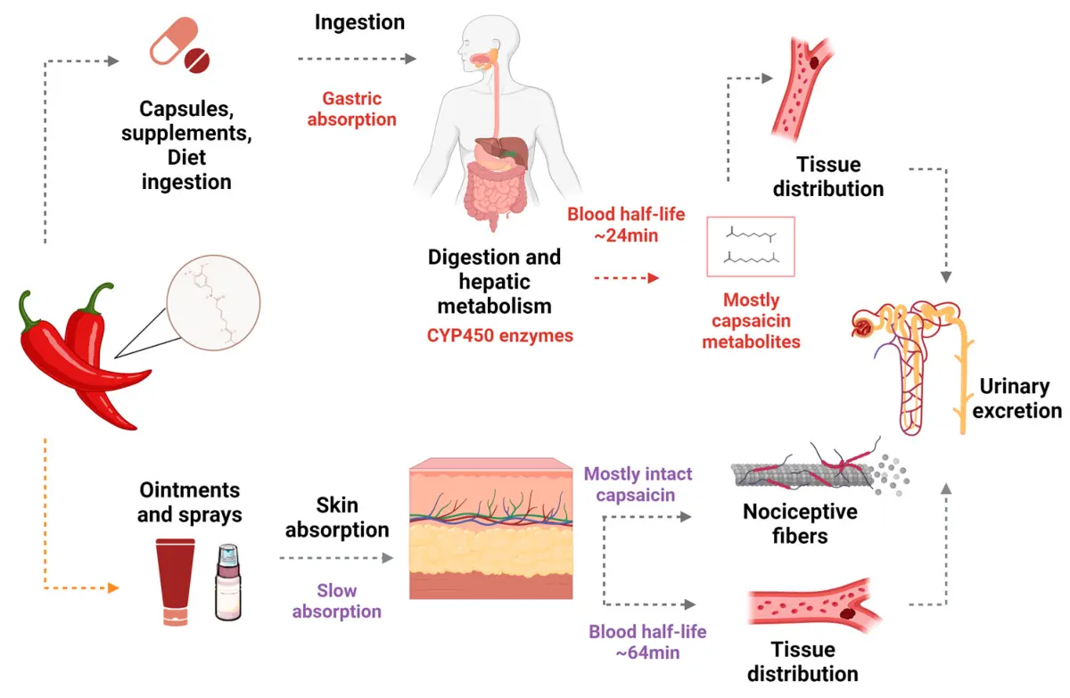 Benefits of Capsaicin
