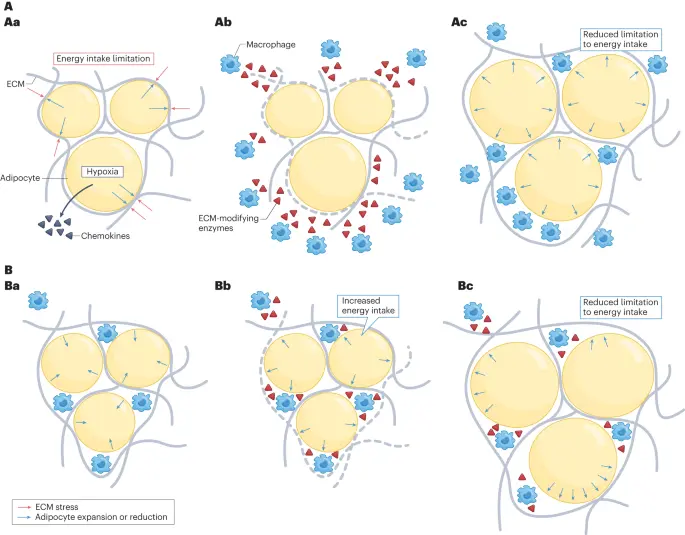 Phosphatidylserine and Weight Loss