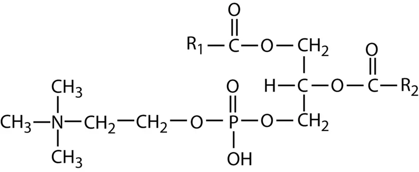 Phosphatidylcholine Phosphatidylcholine