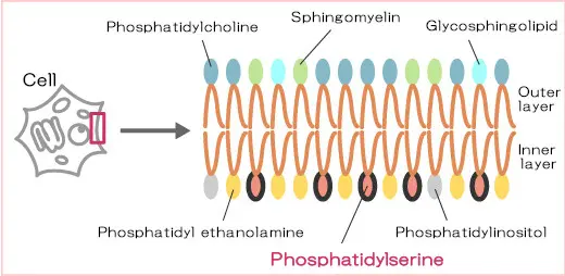 phosphatidylserine and phosphatidylcholine phosphatidylserine and phosphatidylcholine
