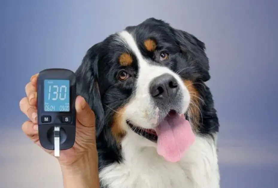 Benefits of Stevia for Dogs Benefits of Stevia for Dogs