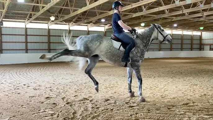 L-Tryptophan Benefits for Horses