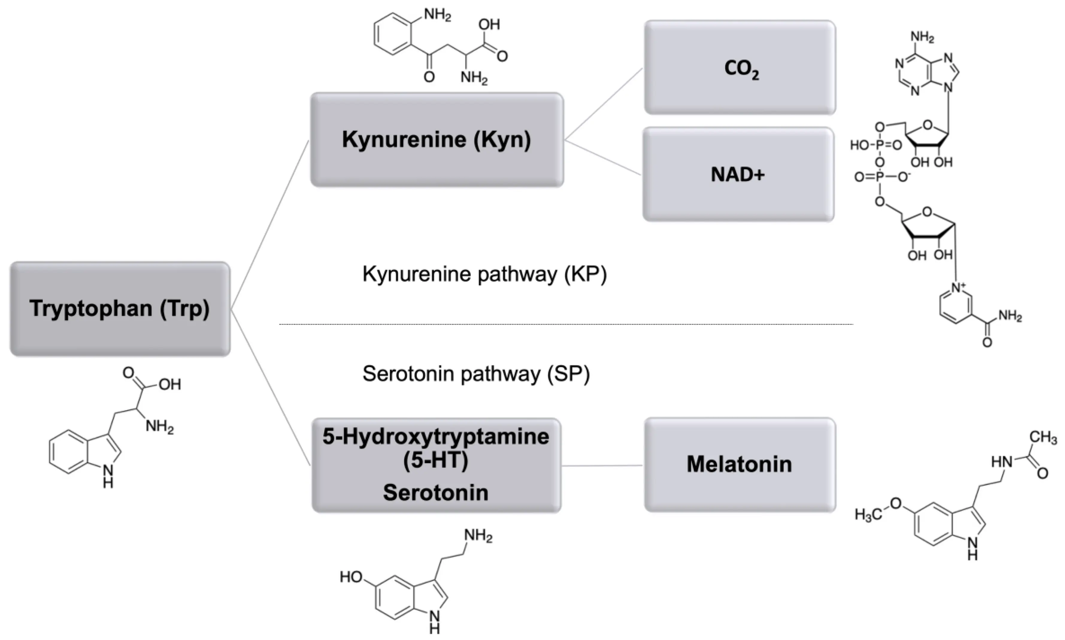 L-Tryptophan Benefits for Horses L-Tryptophan Benefits for Horses
