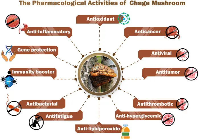 Chaga Extract benefits