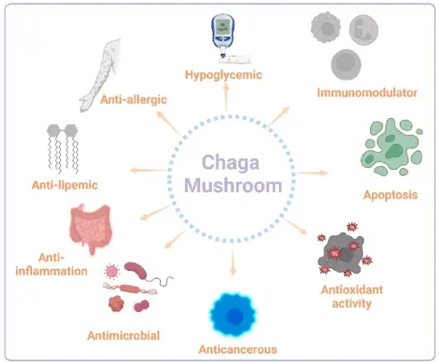 Chaga Extract Powder Chaga Extract Powder
