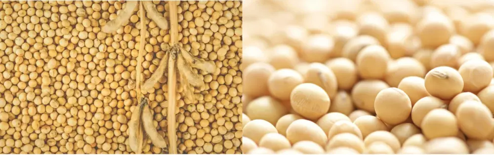 Soy Isoflavones Plant Source