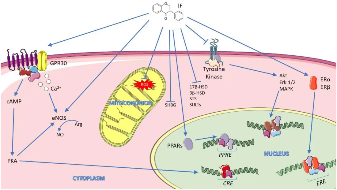 Benefits of Soy Isoflavones for Women Benefits of Soy Isoflavones for Women