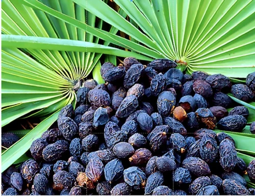 Why Choose Saw Palmetto Extract For Haircare? Why Choose Saw Palmetto Extract For Haircare?
