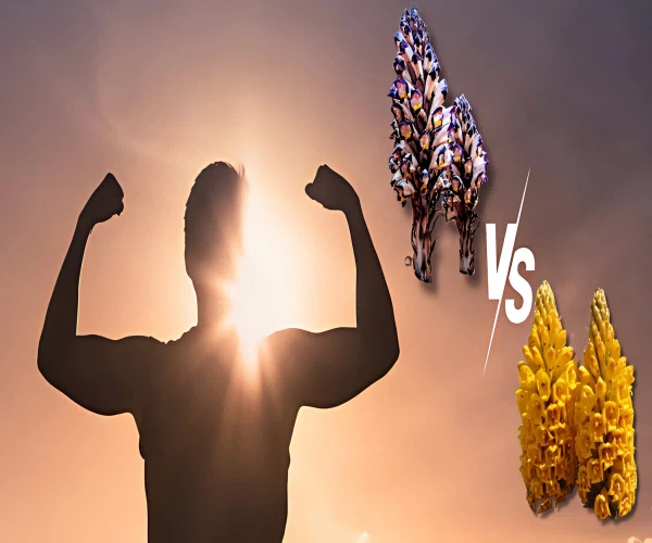 Cistanche Tubulosa and Cistanche Deserticola Cistanche Tubulosa and Cistanche Deserticola