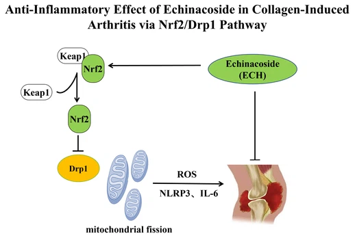 Echinacoside Anti-inflammatory activity Echinacoside Anti-inflammatory activity