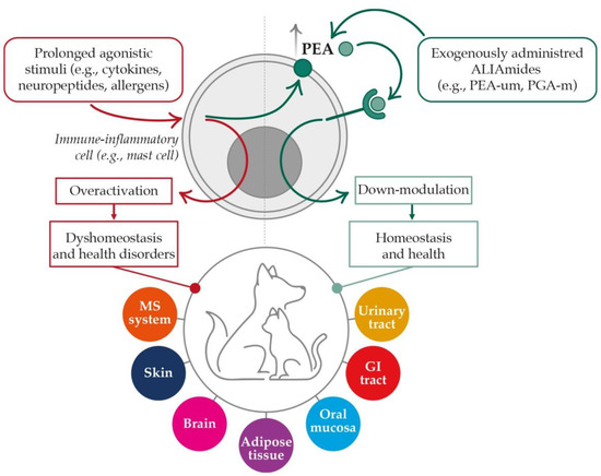 What Are Palmitoylethanolamide Benefits For Dogs? What Are Palmitoylethanolamide Benefits For Dogs?