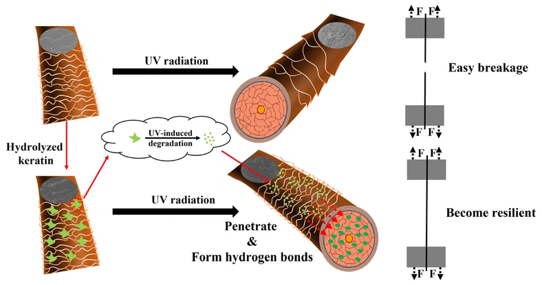 Hydrolyzed Keratin Benefits For Hair Hydrolyzed Keratin Benefits For Hair