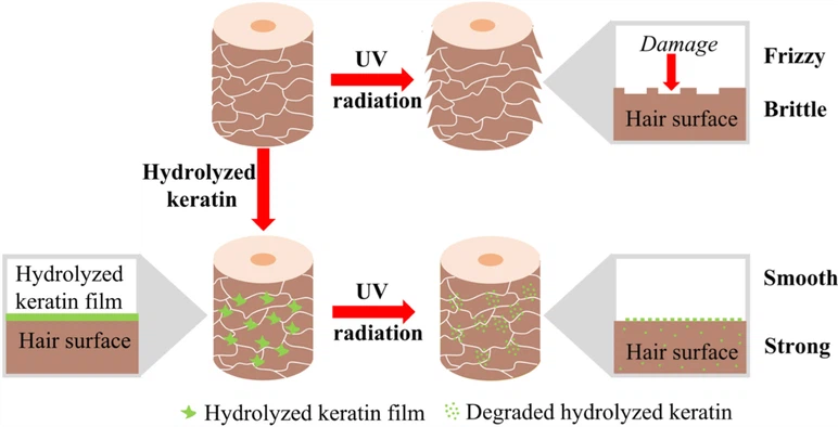 Mechanism diagram of hydrolyzed keratin's protection on hair. Mechanism diagram of hydrolyzed keratin's protection on hair.