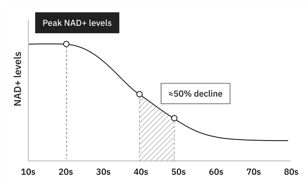 NAD⁺ levels NAD⁺ levels