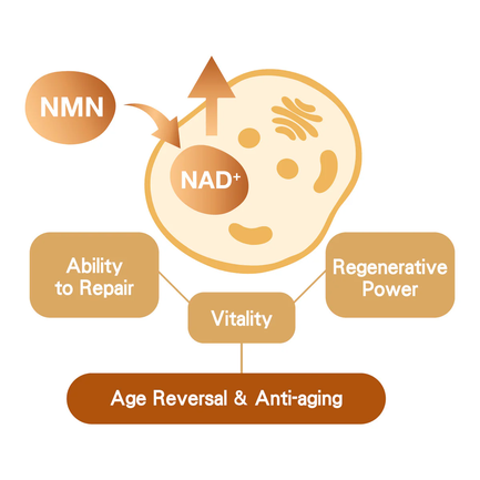 NMN Vs NMNH: Benefits NMN Vs NMNH: Benefits