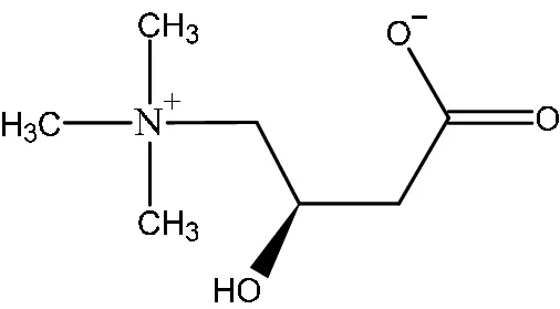 What Is L Carnitine?