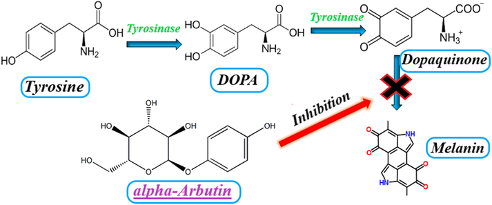 What Does Alpha Arbutin Do? What Does Alpha Arbutin Do?