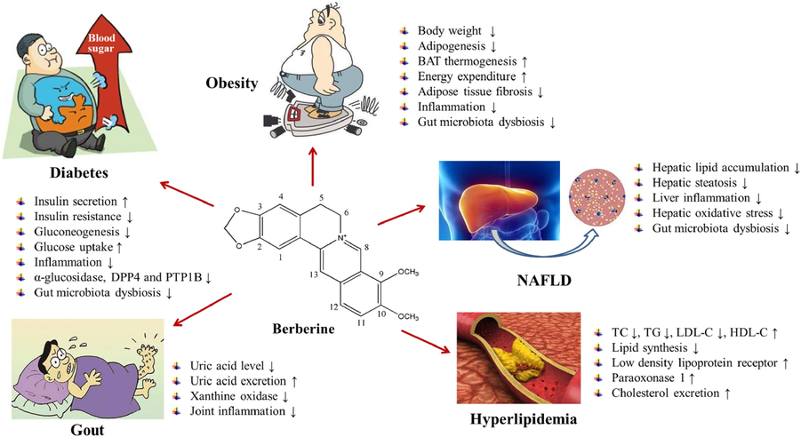 The Benefits Of Berberine The Benefits Of Berberine