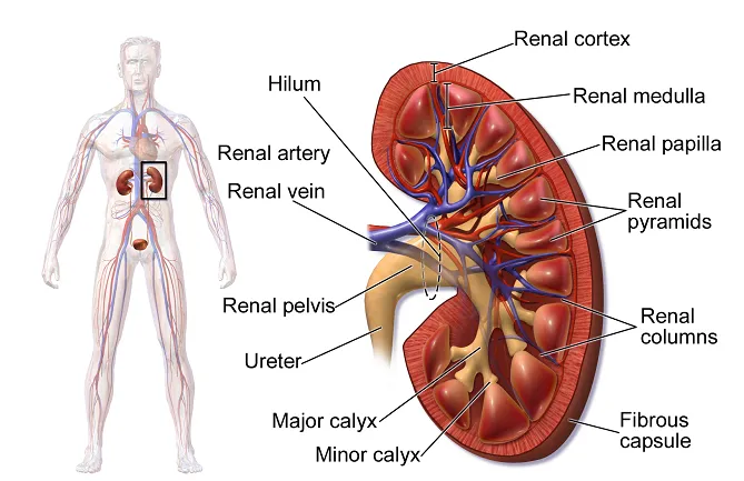Is 5-ALA Safe For Kidneys? Is 5-ALA Safe For Kidneys?