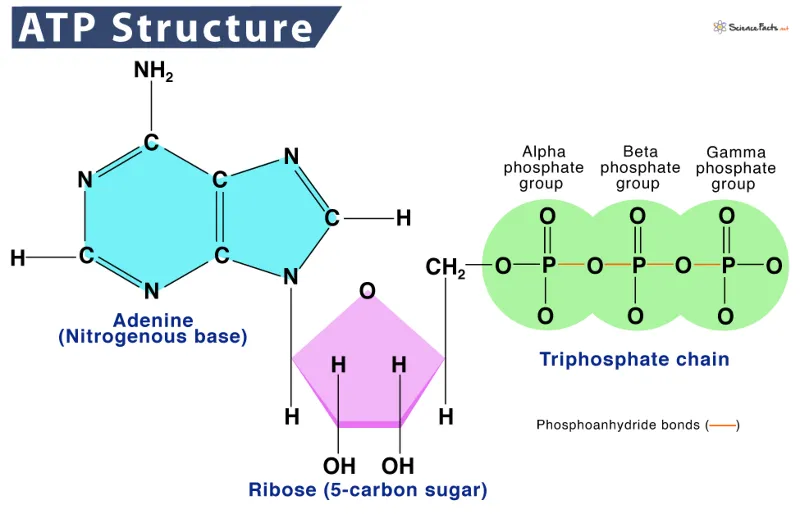 ATP Structure ATP Structure