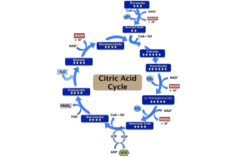 citric acid cycle citric acid cycle