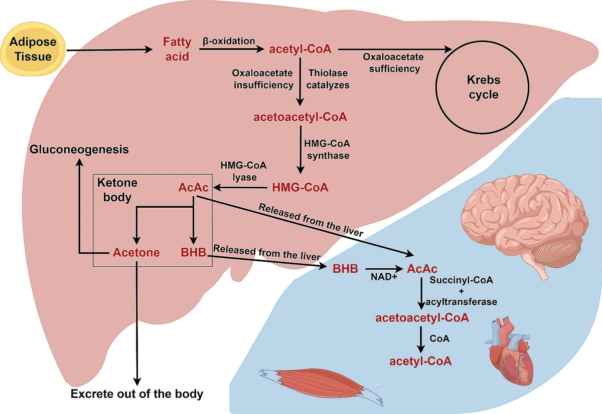roles of BHB roles of BHB