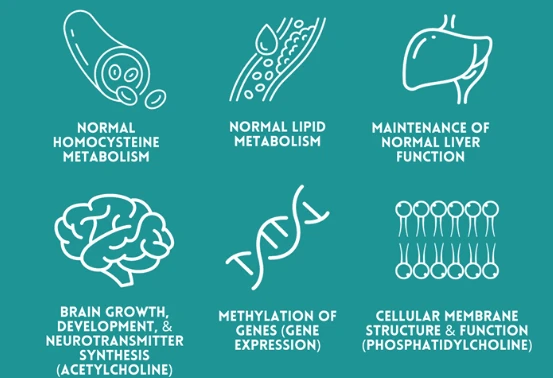 What Is Choline? What Is Choline?