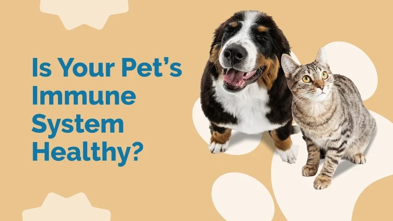 Olive Leaf Extract for Cats and Dogs Immune system Olive Leaf Extract for Cats and Dogs Immune system