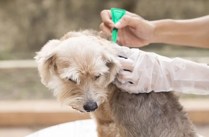 olive leaf extract for dogs skin olive leaf extract for dogs skin