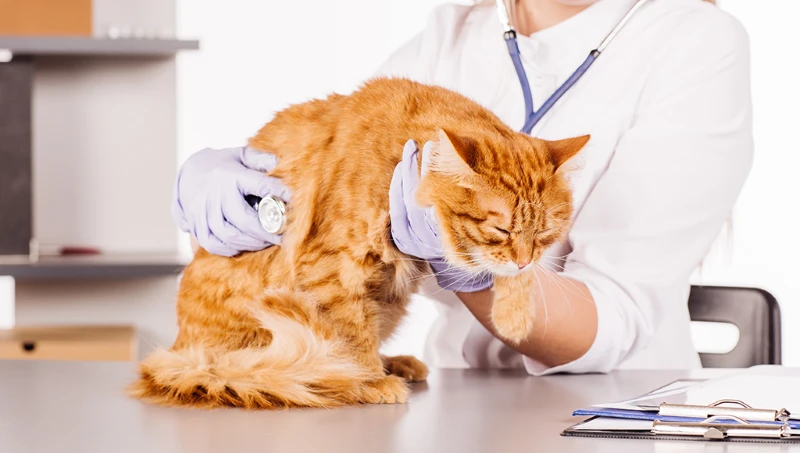 olive leaf extract for cats upper respiratory infection olive leaf extract for cats upper respiratory infection