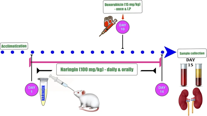 Is Grapefruit Extract Good For Kidneys? Is Grapefruit Extract Good For Kidneys?