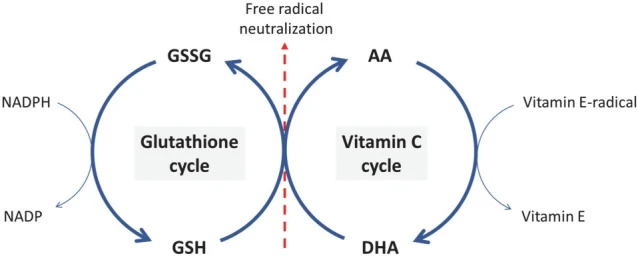 Glutathione and Vitamin C Together Glutathione and Vitamin C Together