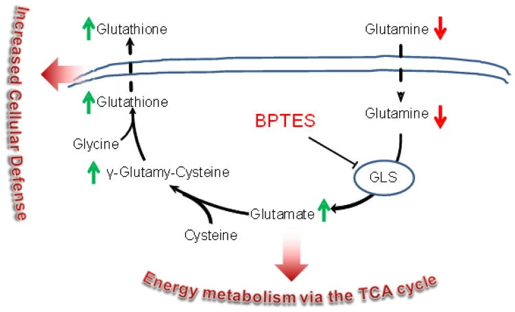 Glutamine Vs Glutathione Difference Glutamine Vs Glutathione Difference