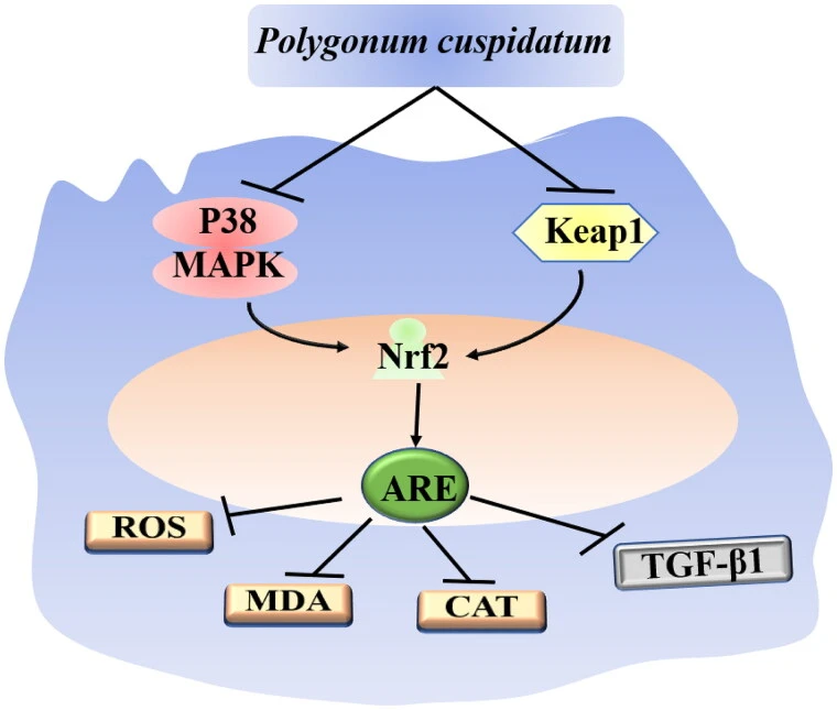 mechanism of action of Polygonum cuspidatum root extract mechanism of action of Polygonum cuspidatum root extract