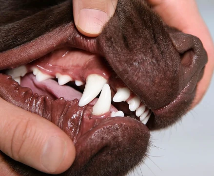 Is Green Tea Good For Dogs Teeth? Is Green Tea Good For Dogs Teeth?