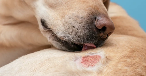 Is Green Tea Good For Dogs Skin? Is Green Tea Good For Dogs Skin?