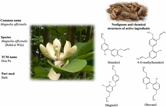 What Is Magnolia Bark Extract Used For? What Is Magnolia Bark Extract Used For?