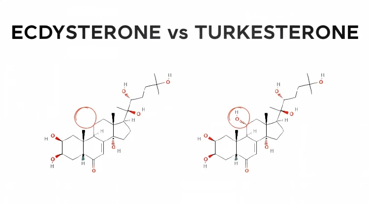 Beta Ecdysterone and Turkesterone Chemical Structures Beta Ecdysterone and Turkesterone Chemical Structures